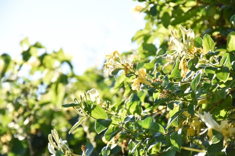 Quelles plantes associer au pied d’un chèvrefeuille pour une belle harmonie ?